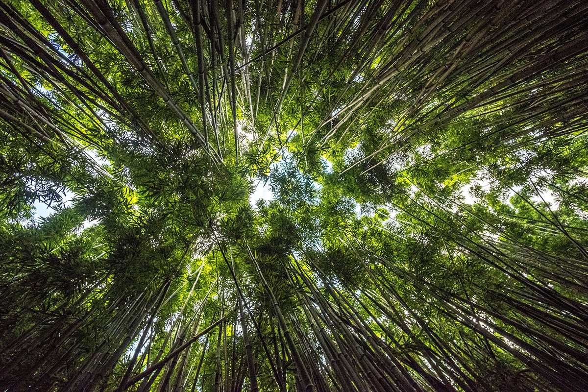 Bamboo canopy Bamboo canopy